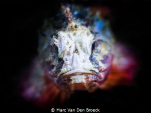 evil Scorpio fish by Marc Van Den Broeck 